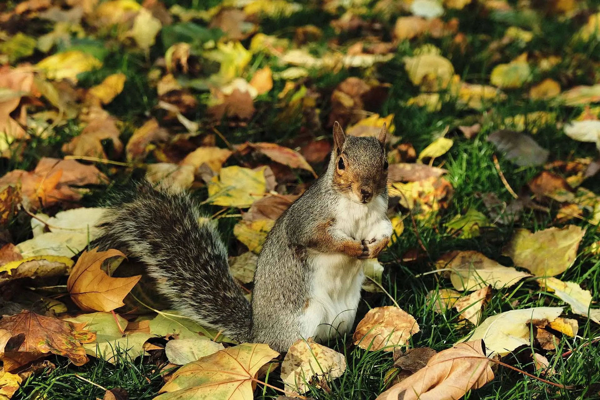 Écureuil dans des feuilles