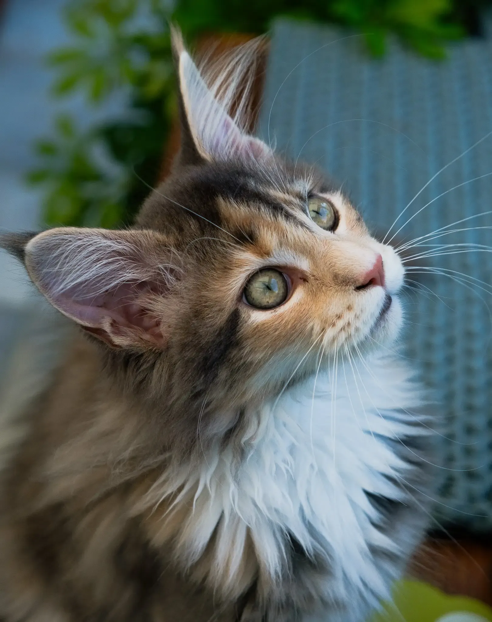 Chat qui regarde le ciel